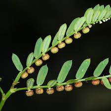 Bhuimala